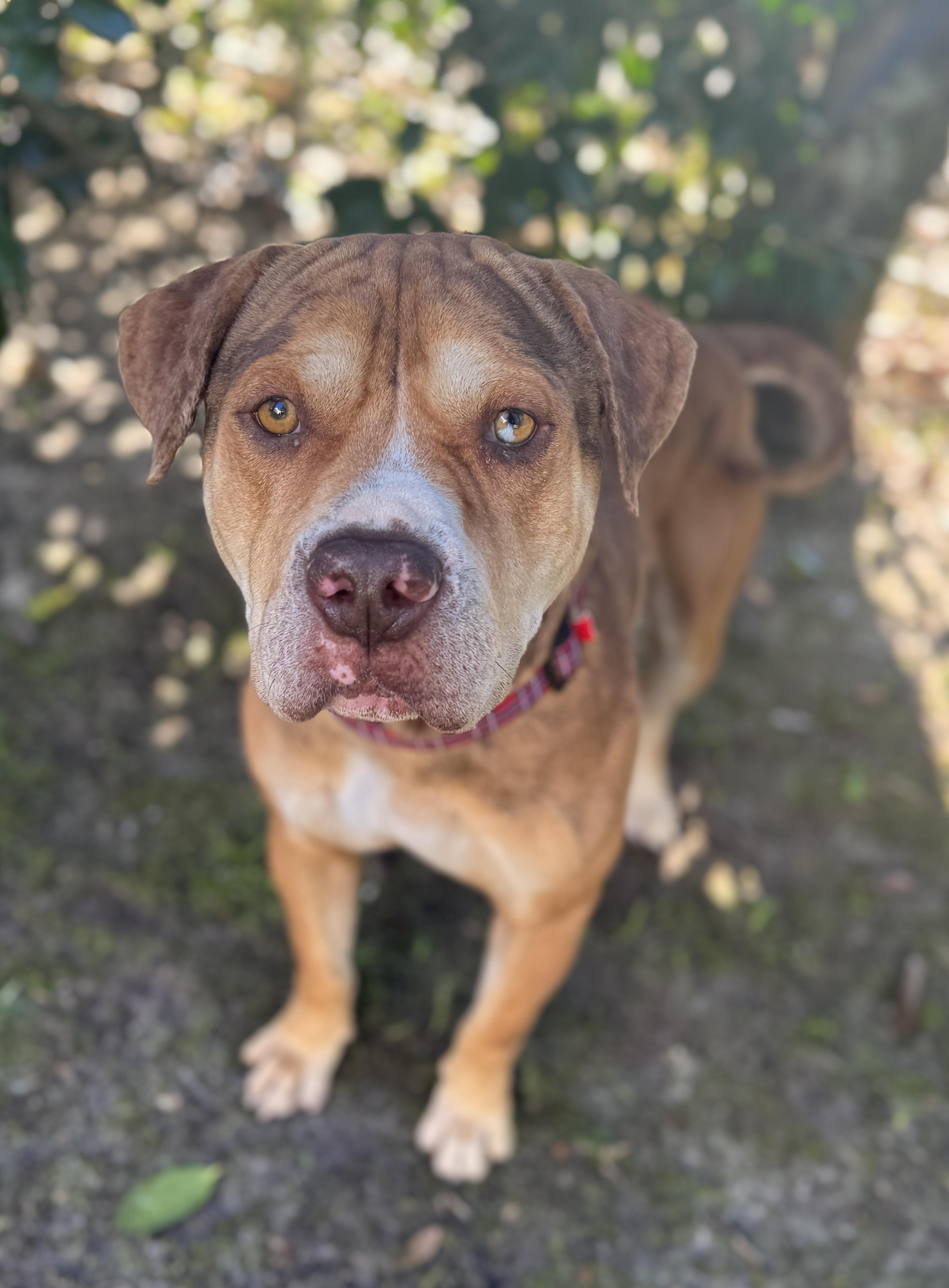 Enlarge Augustus , a ADOPTABLE mixed breed in Navarre, FL image 4/6