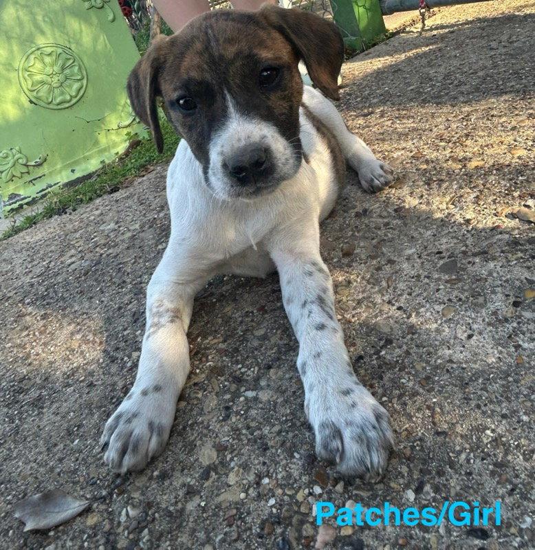 Enlarge Patches, a Adoptable mixed breed in Gun Barrel City, TX image 2/3