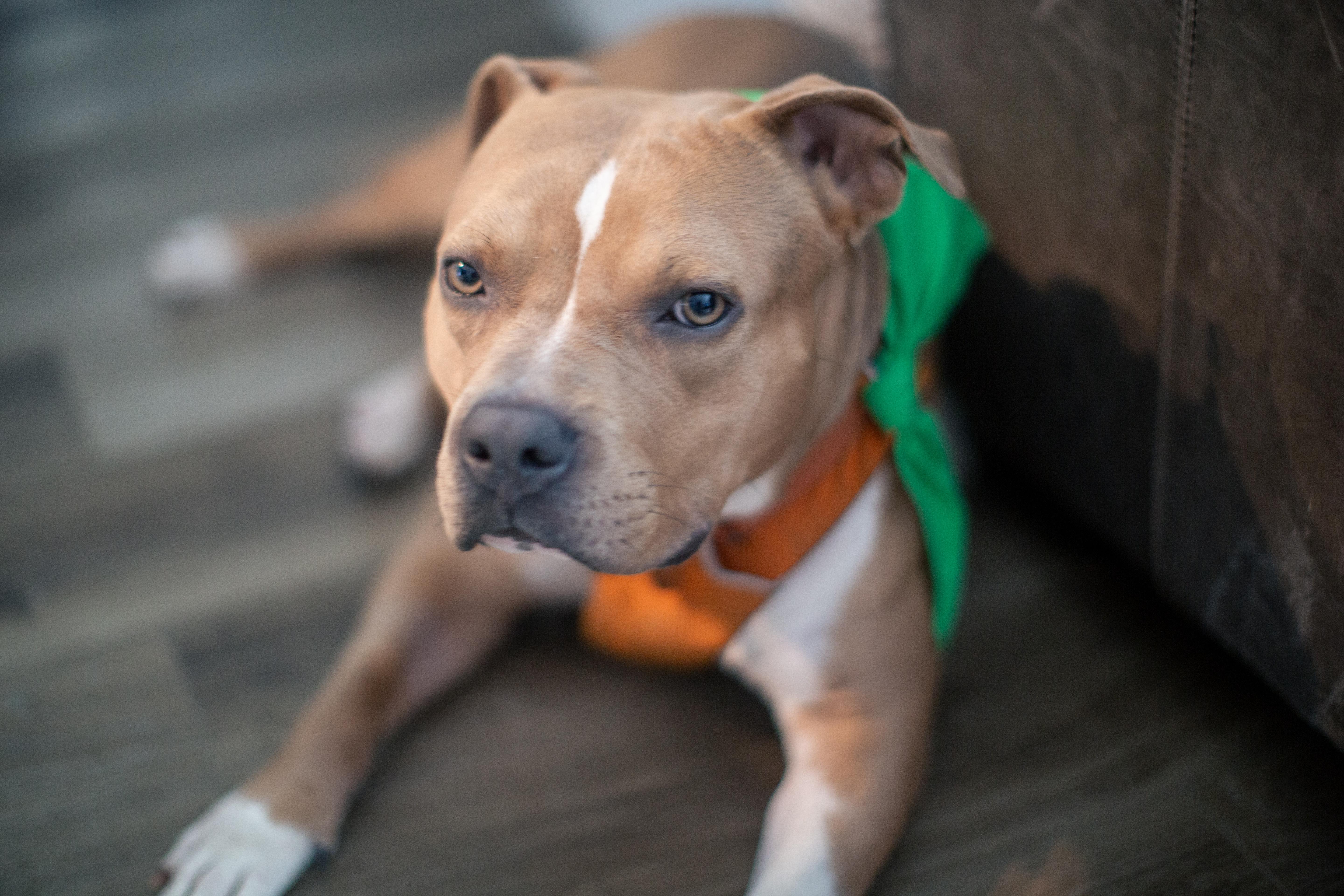 Enlarge Ozzy, a Adoptable mixed breed in Lakeside, CA image 2/3