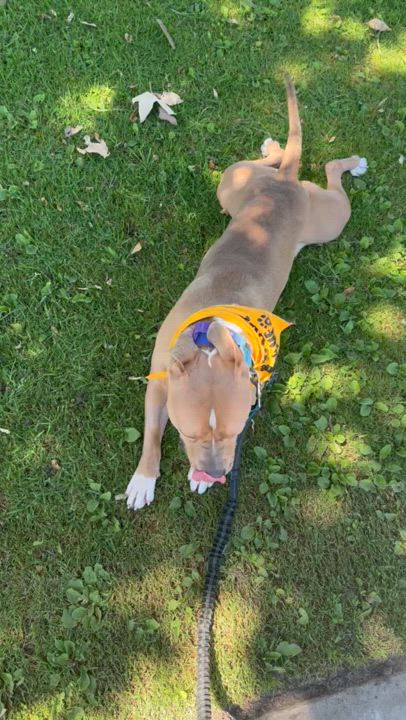 Enlarge Ozzy, a Adoptable mixed breed in Lakeside, CA video 3/3