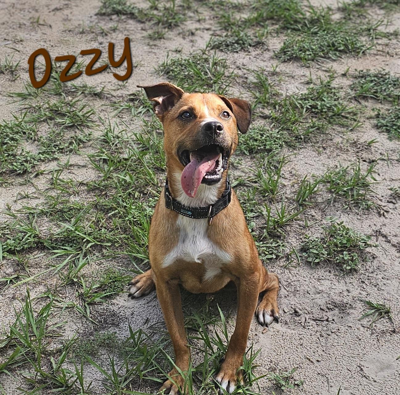 Enlarge Ozzy, a Adoptable mixed breed in Weeki Wachee, FL image 2/5