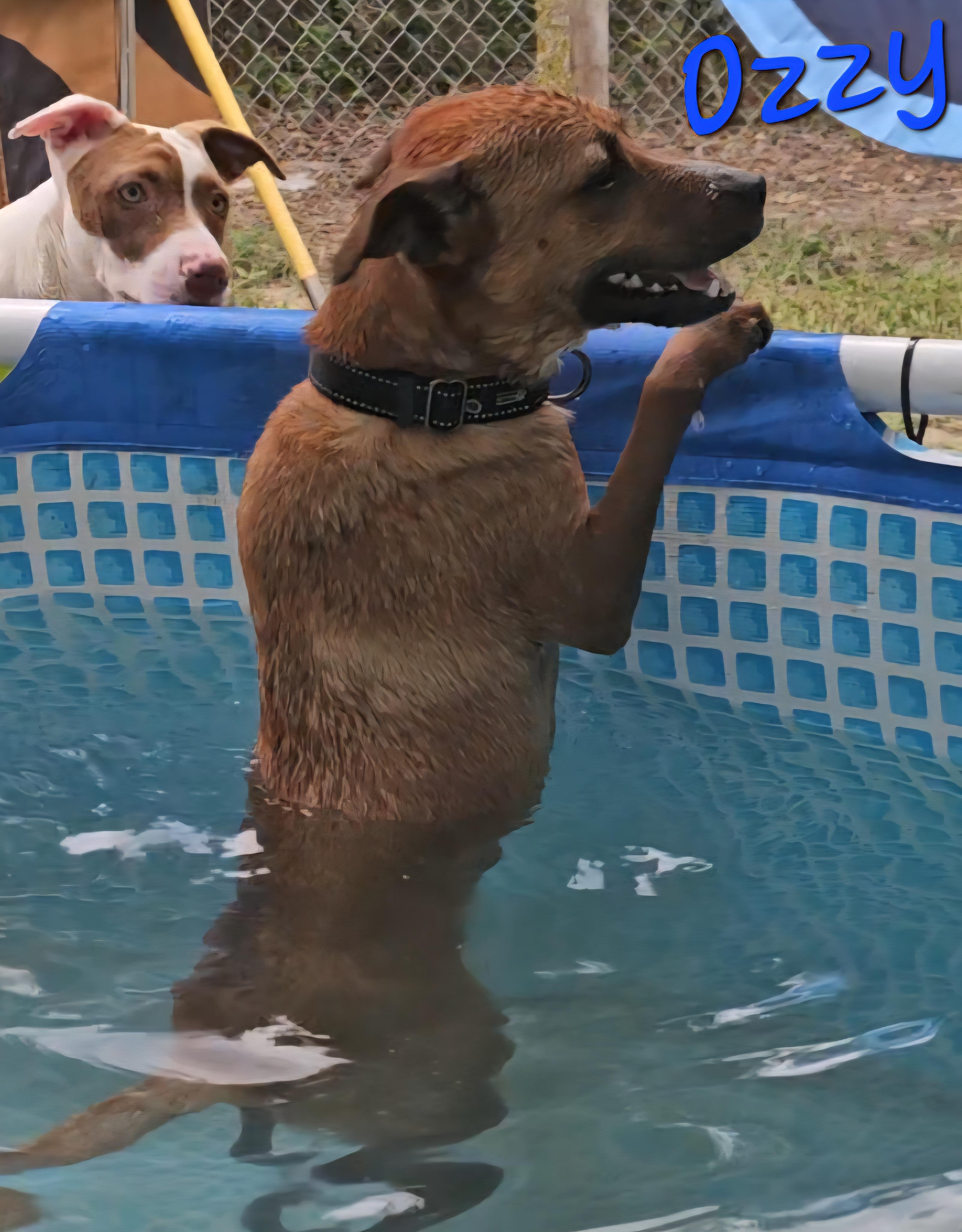 Enlarge Ozzy, a Adoptable mixed breed in Weeki Wachee, FL image 3/5