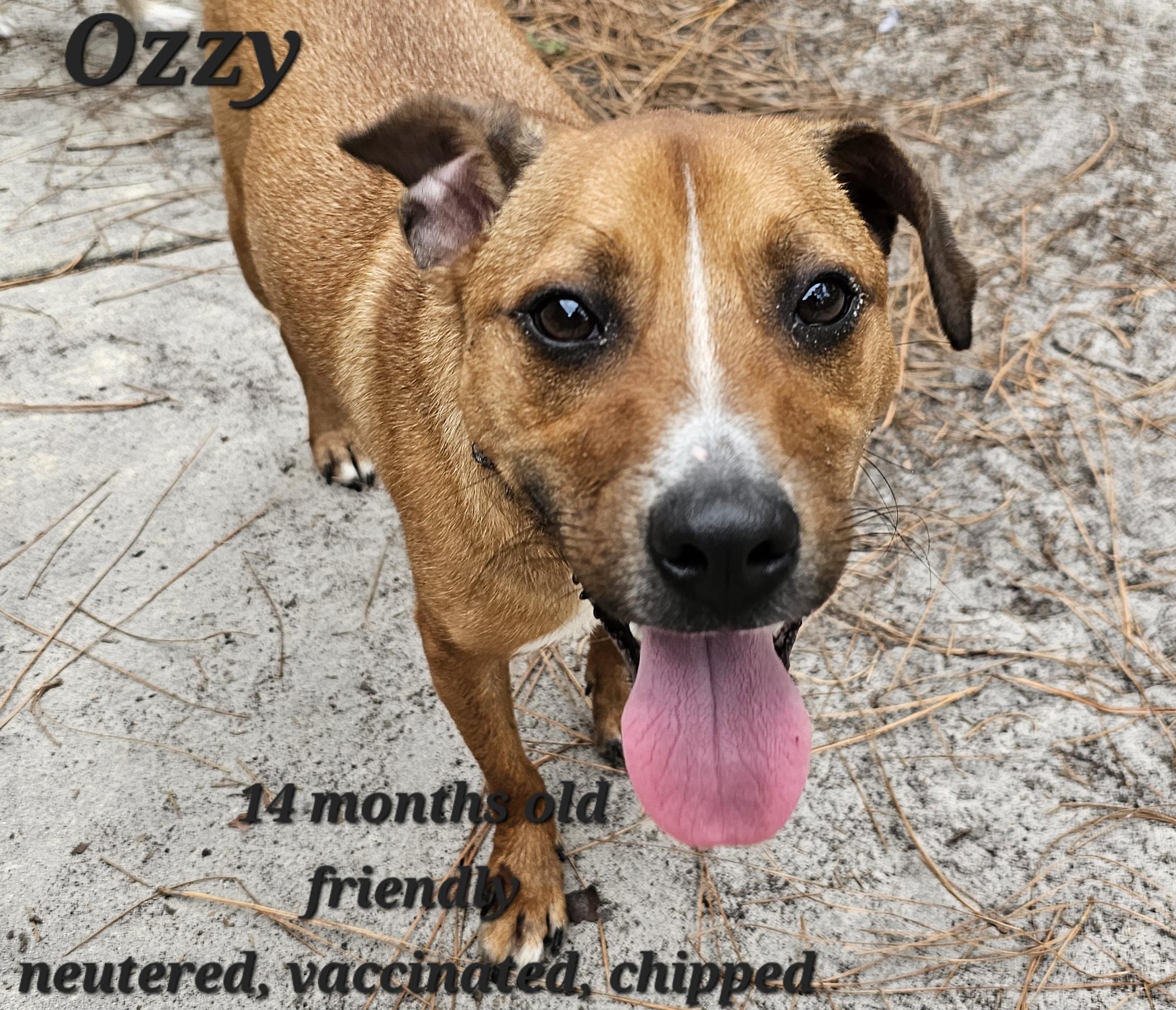 Enlarge Ozzy, a Adoptable mixed breed in Weeki Wachee, FL image 4/5