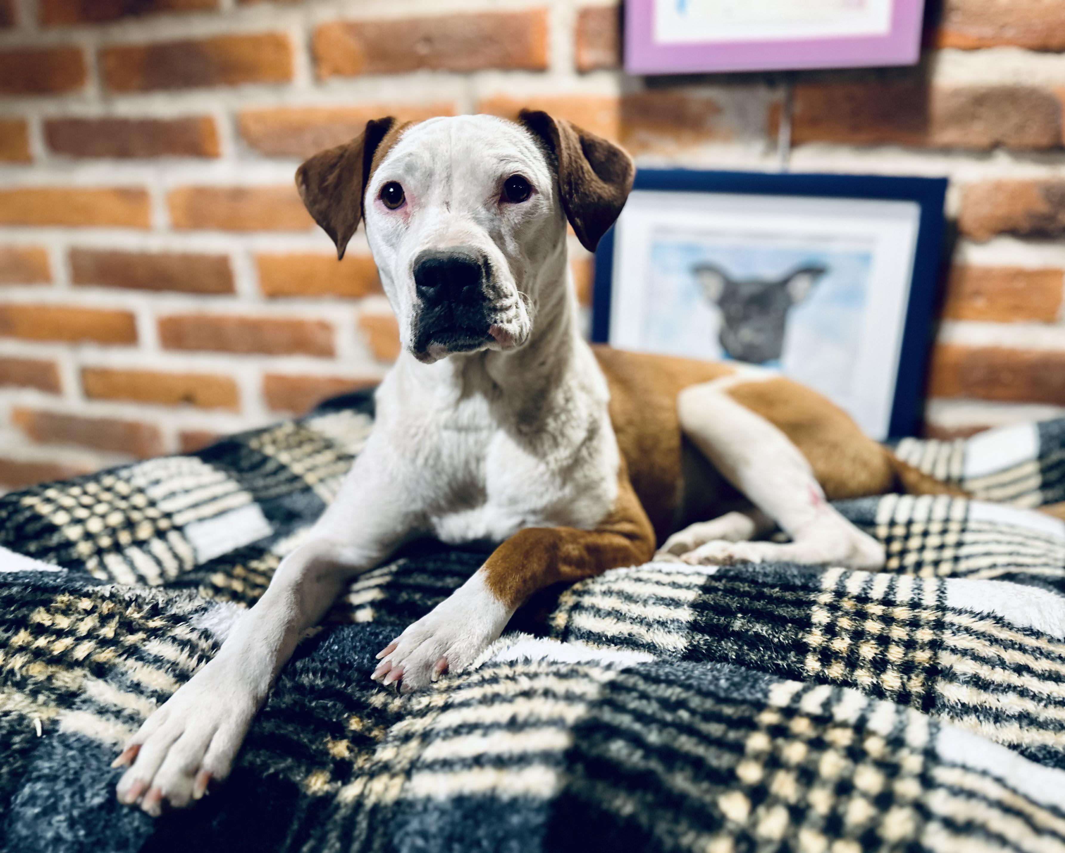 Enlarge Wilma, a ADOPTABLE Mixed Breed in Encino, CA image 1/6