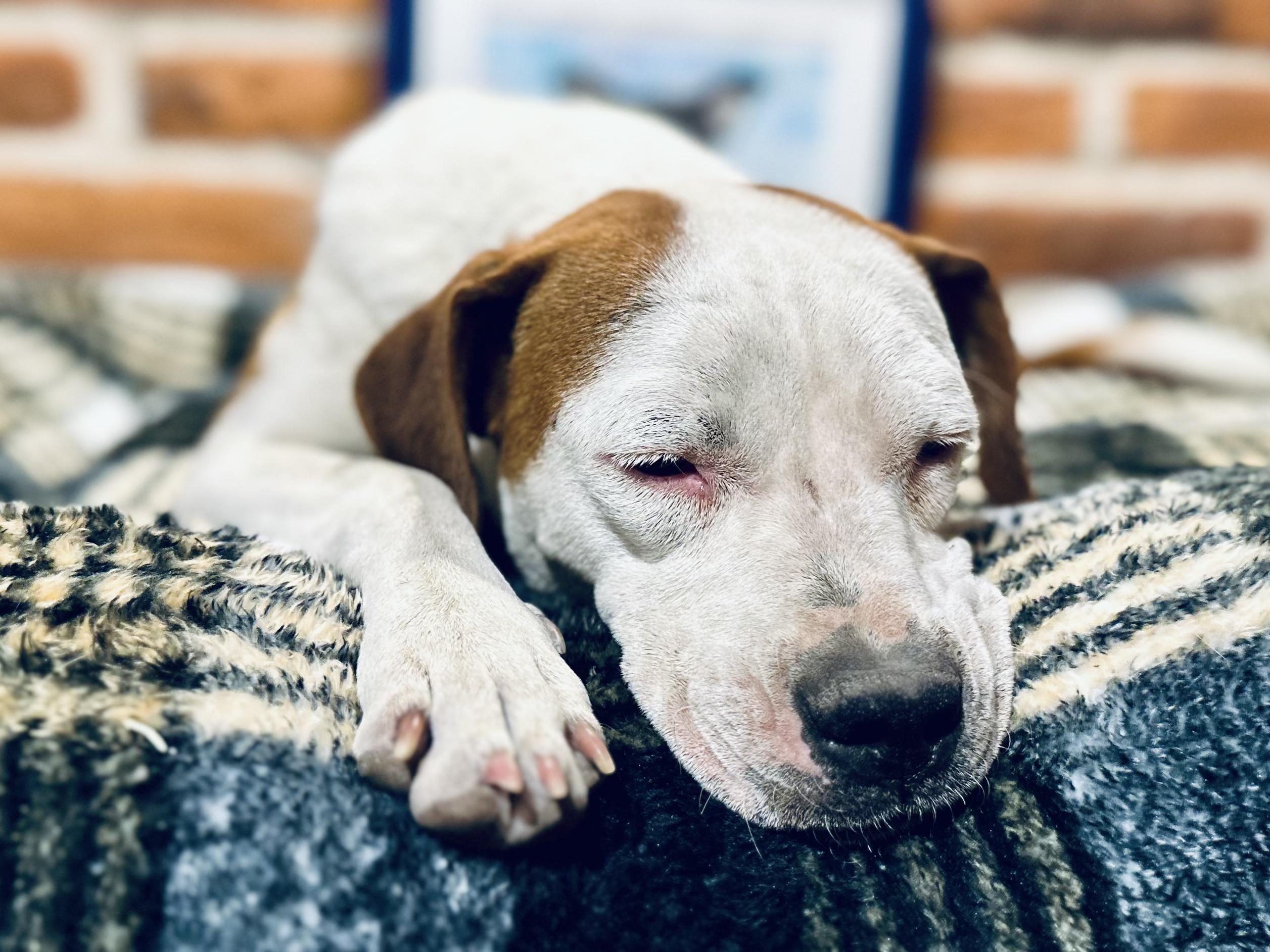 Enlarge Wilma, a ADOPTABLE Mixed Breed in Encino, CA image 5/6