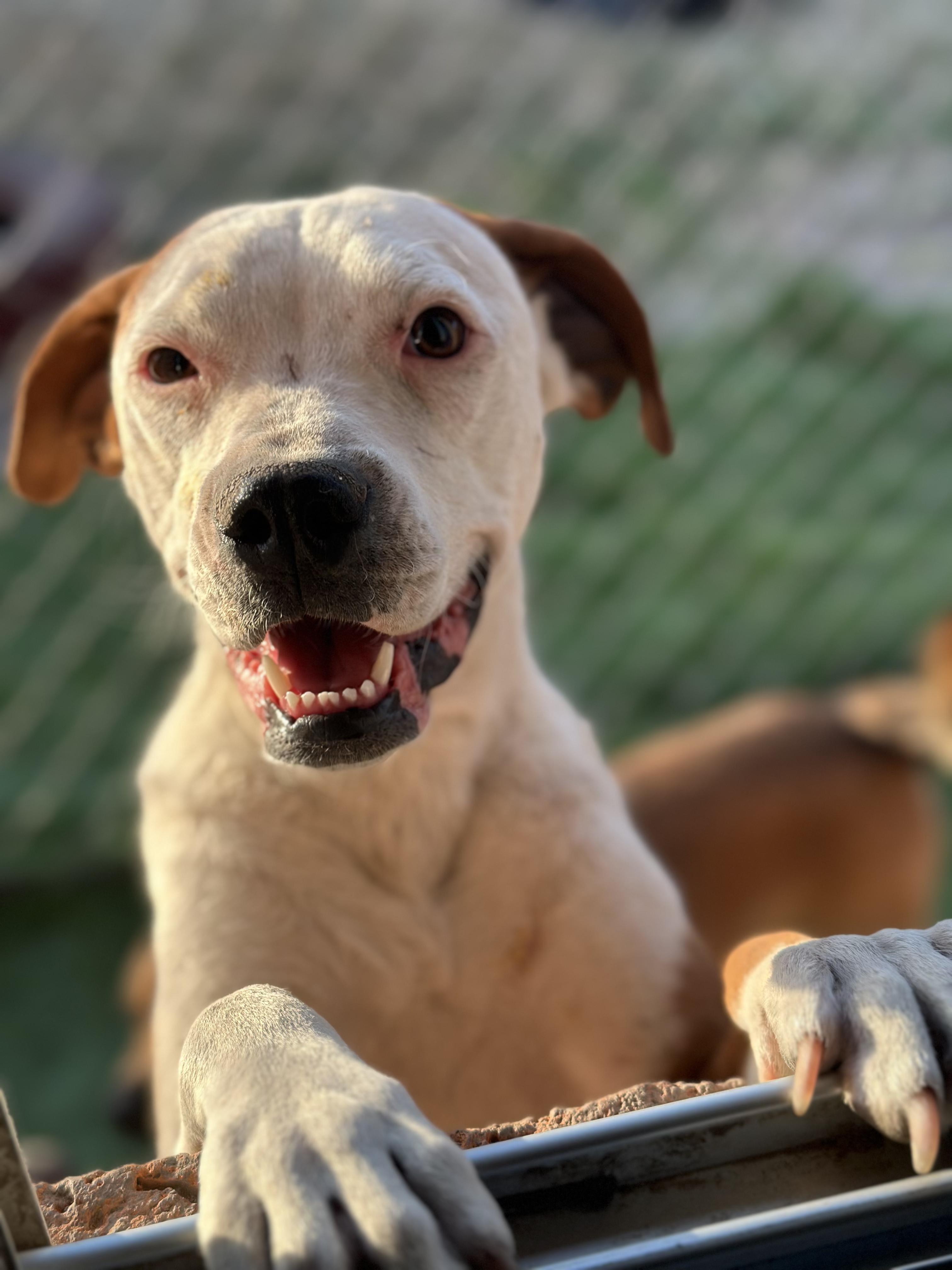 Enlarge Wilma, a ADOPTABLE Mixed Breed in Encino, CA image 2/6