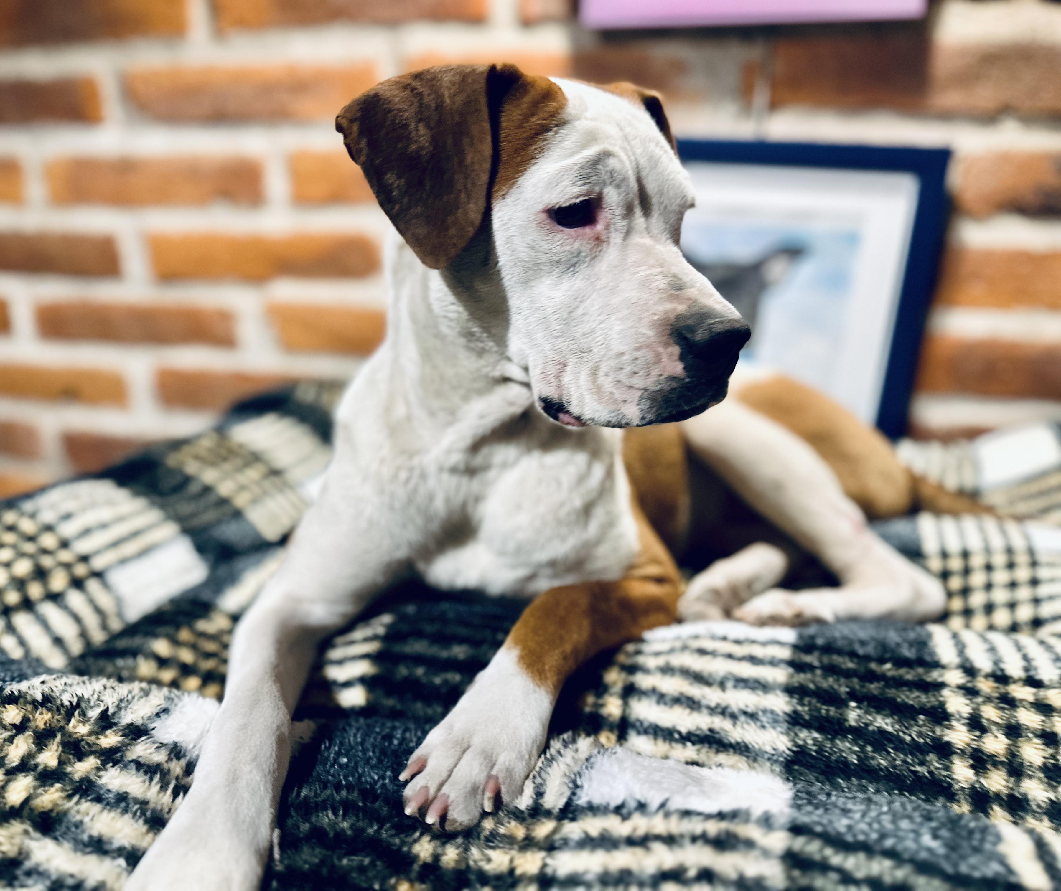 Enlarge Wilma, a ADOPTABLE Mixed Breed in Encino, CA image 4/6