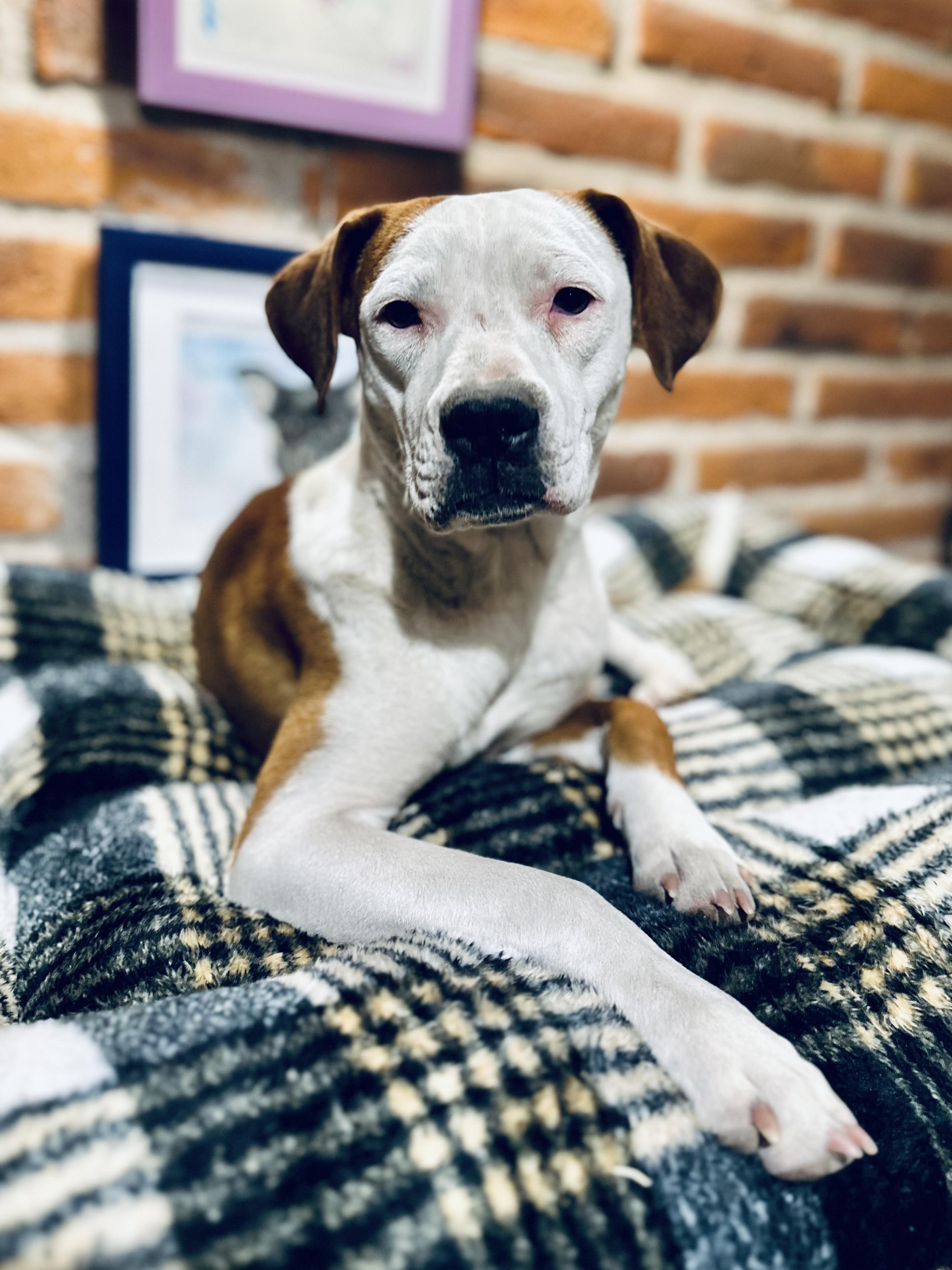 Enlarge Wilma, a ADOPTABLE Mixed Breed in Encino, CA image 3/6