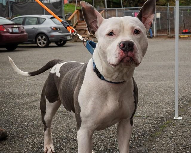 CASH, Adoptable, Adult Male Pit Bull Terrier.