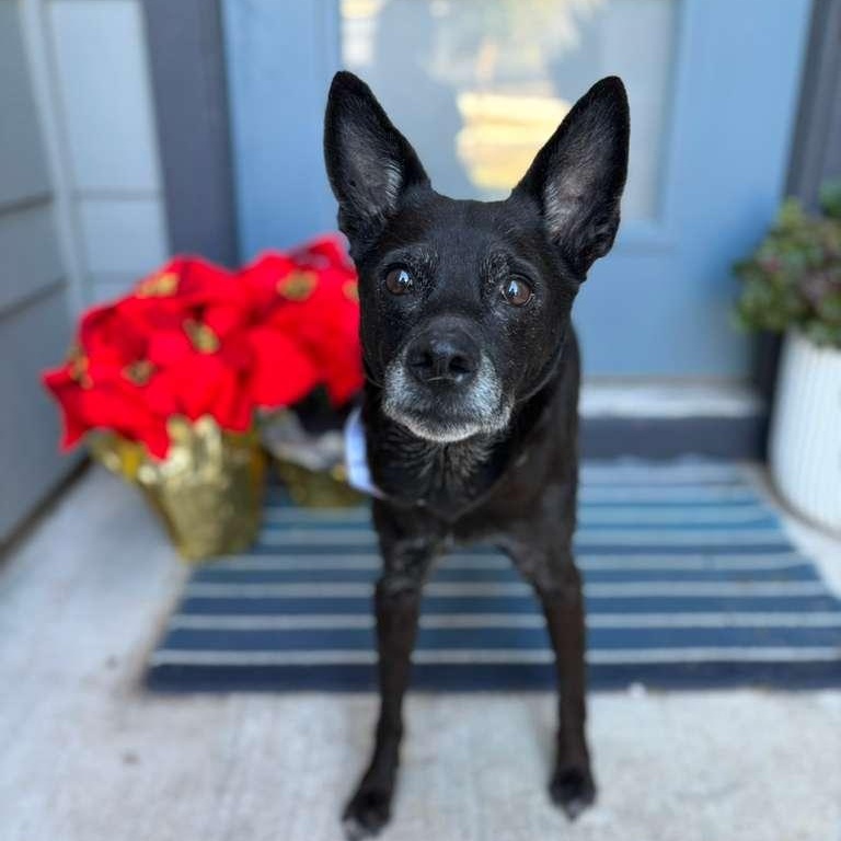 Princess — thumbnail 2