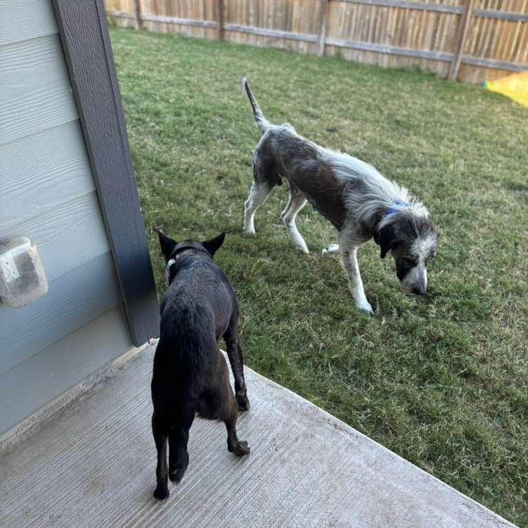 Princess — thumbnail 3