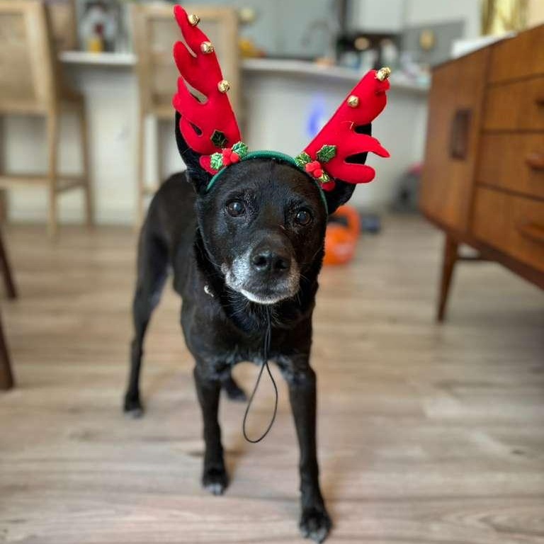 Princess — thumbnail 5