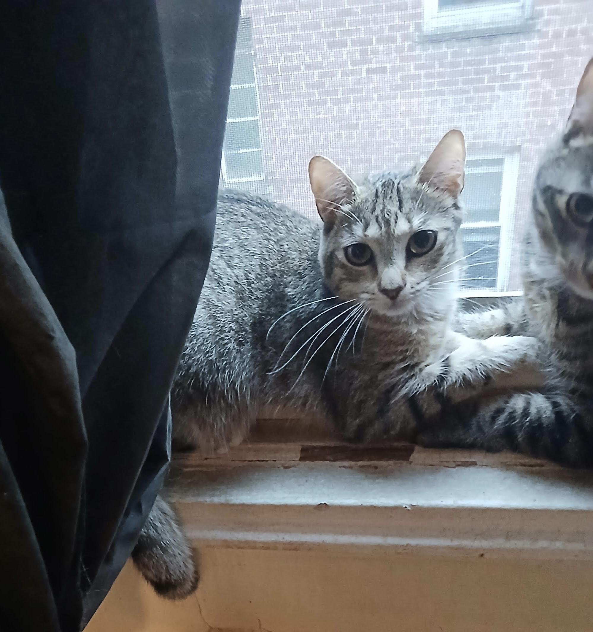 Blue *foster needed* Domestic Short Hair Cat