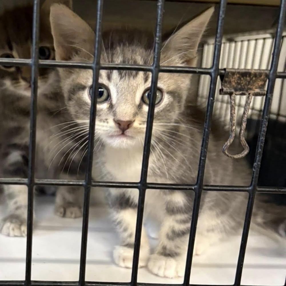 Enlarge John, a ADOPTABLE Domestic Medium Hair in Clyde, TX image 1/1