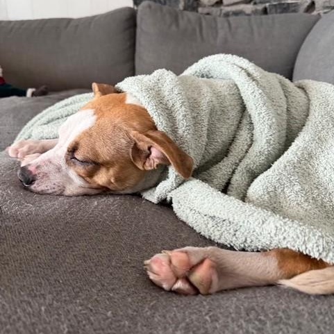 Lola — thumbnail 3