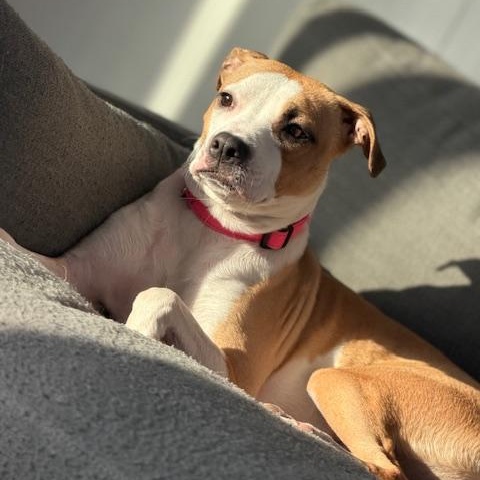 Lola — thumbnail 4