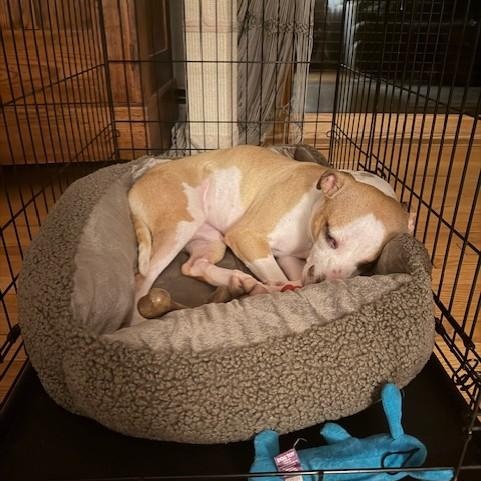 Lola — thumbnail 5