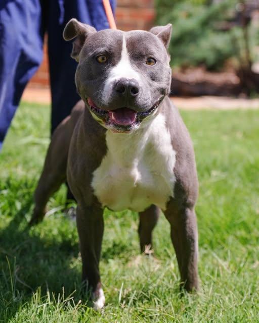 Dexter, Adult Male Pit Bull Terrier