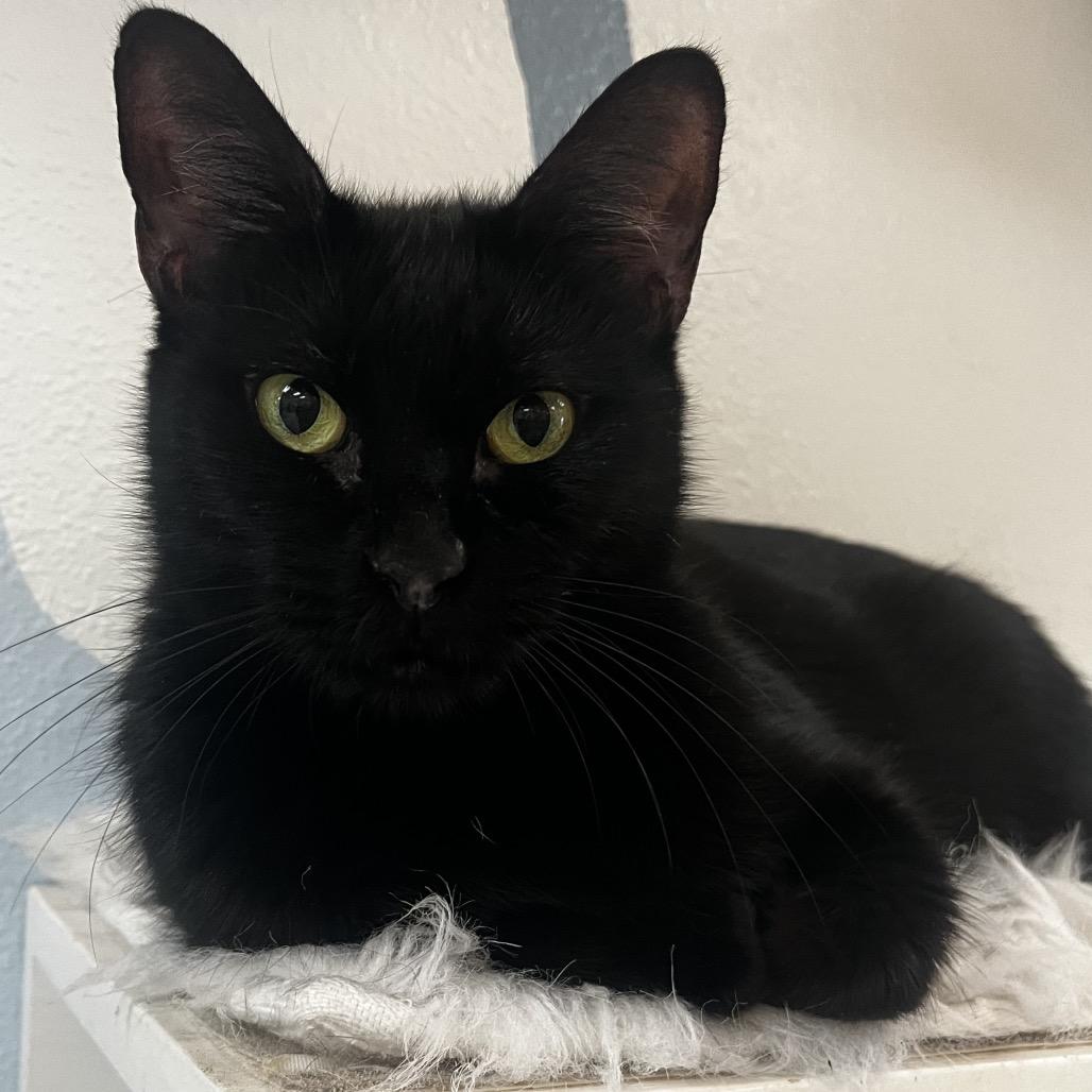 Enlarge Booger, a Adoptable Domestic Short Hair in Yucca Valley, CA image 1/5