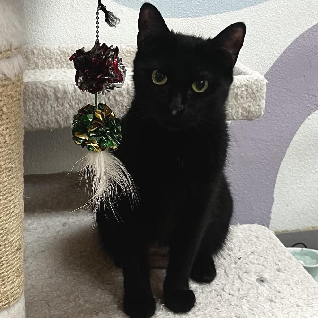 Enlarge Booger, a Adoptable Domestic Short Hair in Yucca Valley, CA image 2/5