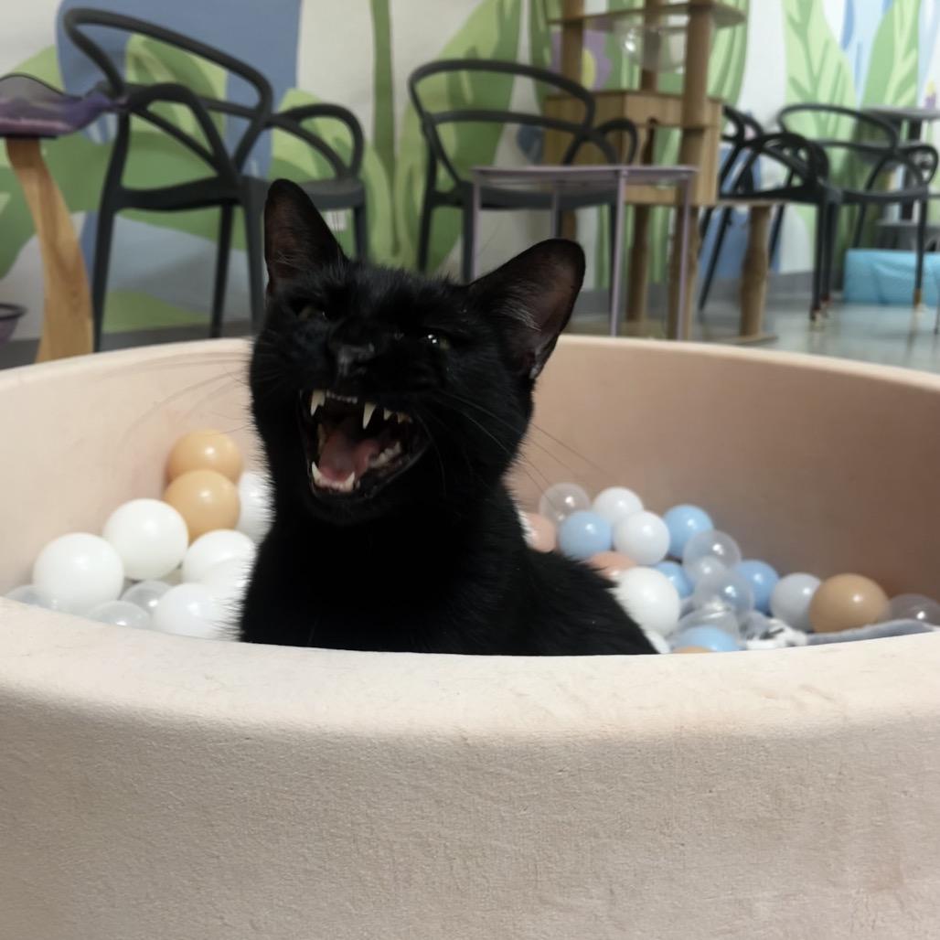Enlarge Booger, a Adoptable Domestic Short Hair in Yucca Valley, CA image 3/5
