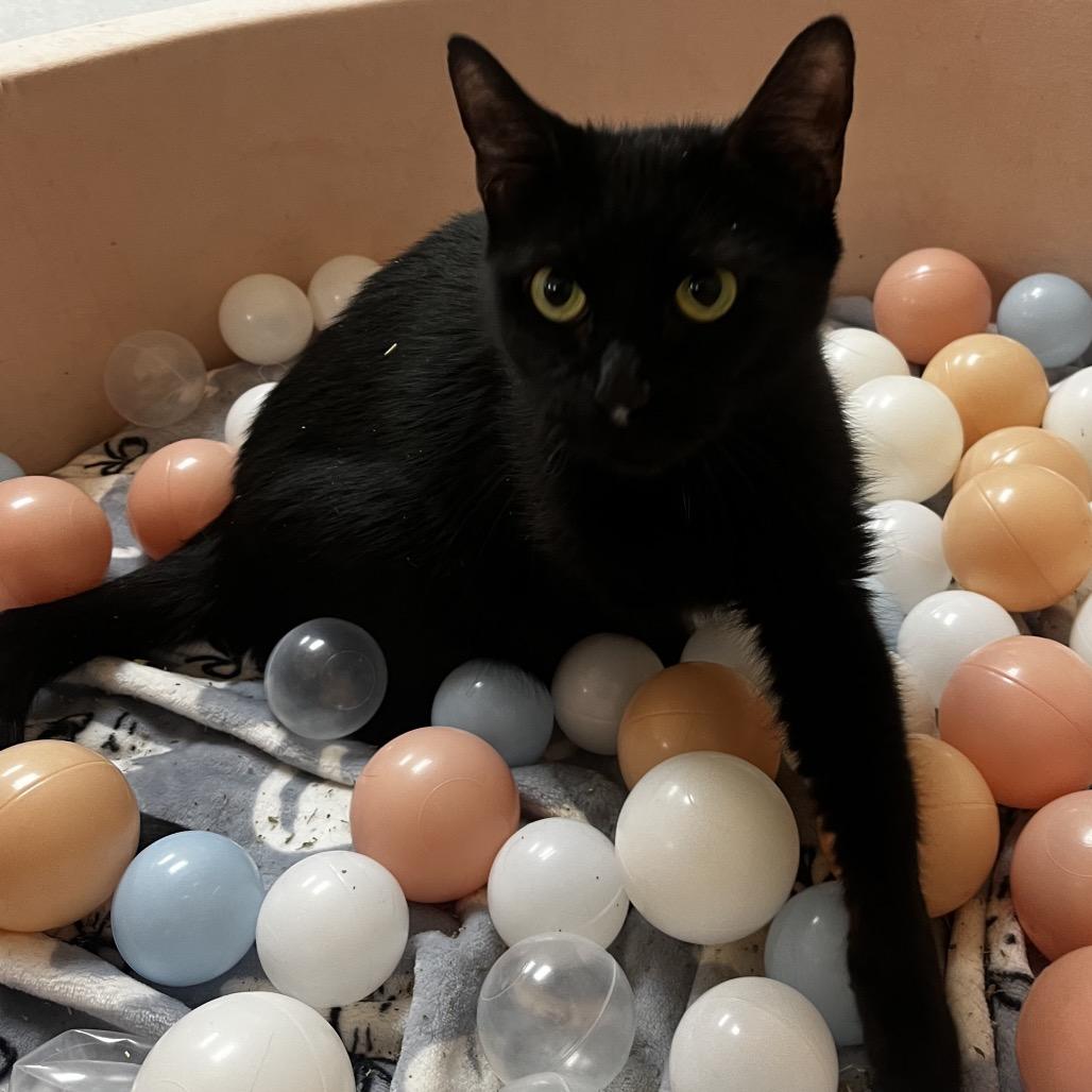 Enlarge Booger, a Adoptable Domestic Short Hair in Yucca Valley, CA image 4/5