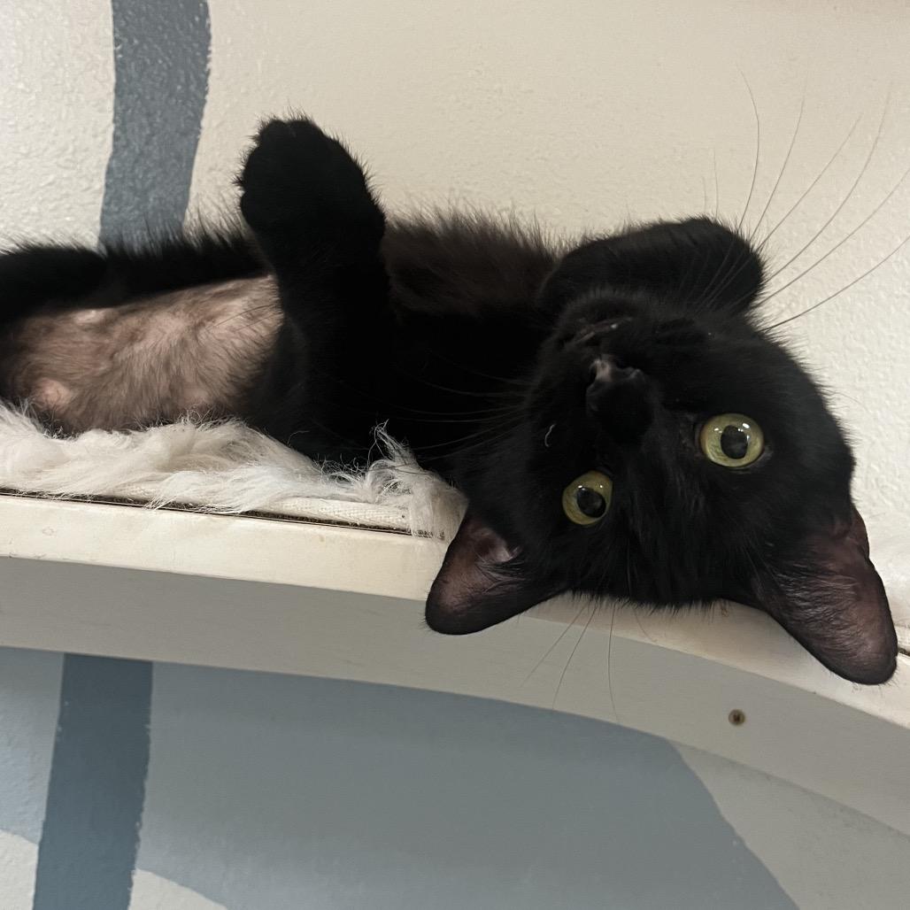 Enlarge Booger, a Adoptable Domestic Short Hair in Yucca Valley, CA image 5/5