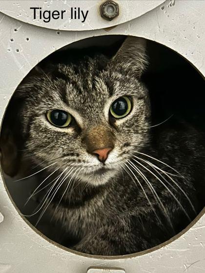 Tiger Lily, Adoptable, Adult Female Domestic Short Hair & Domestic Short Hair.
