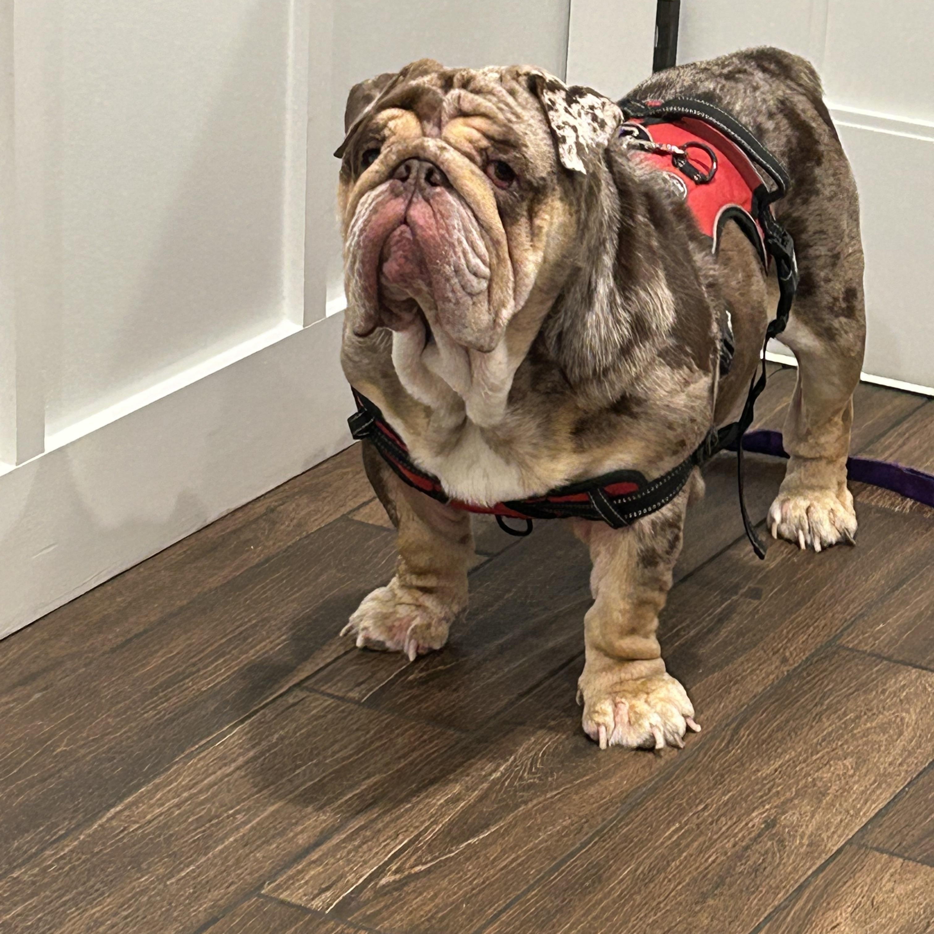 TanTan, a ADOPTABLE English Bulldog in Palm Coast, FL image 3/5