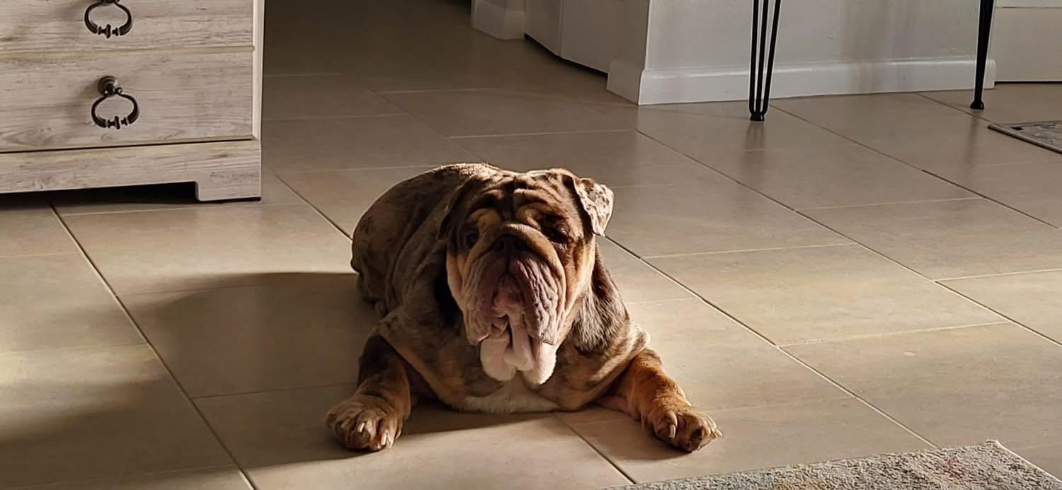 TanTan, a ADOPTABLE English Bulldog in Palm Coast, FL image 5/5