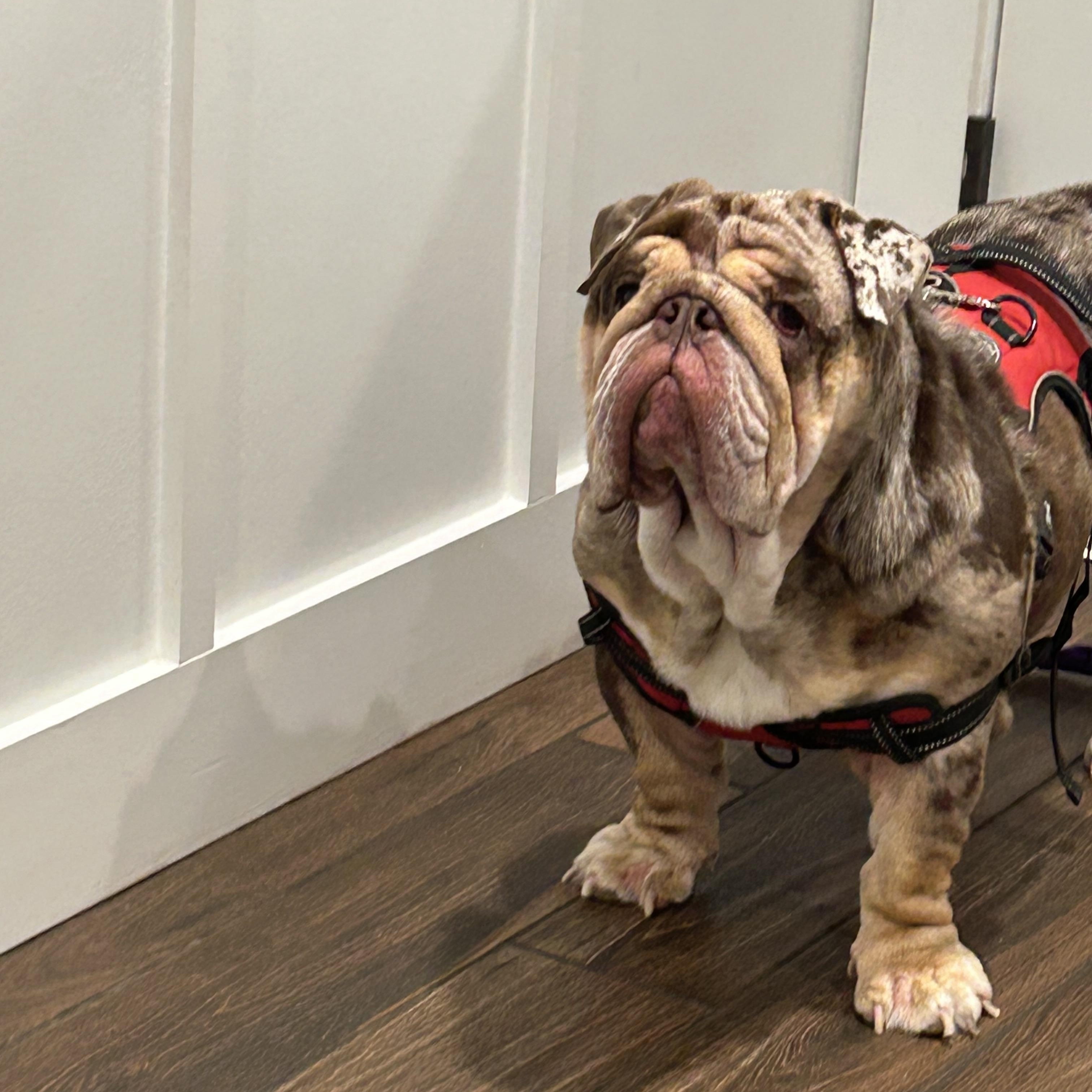 TanTan, ADOPTABLE, Young Male English Bulldog.