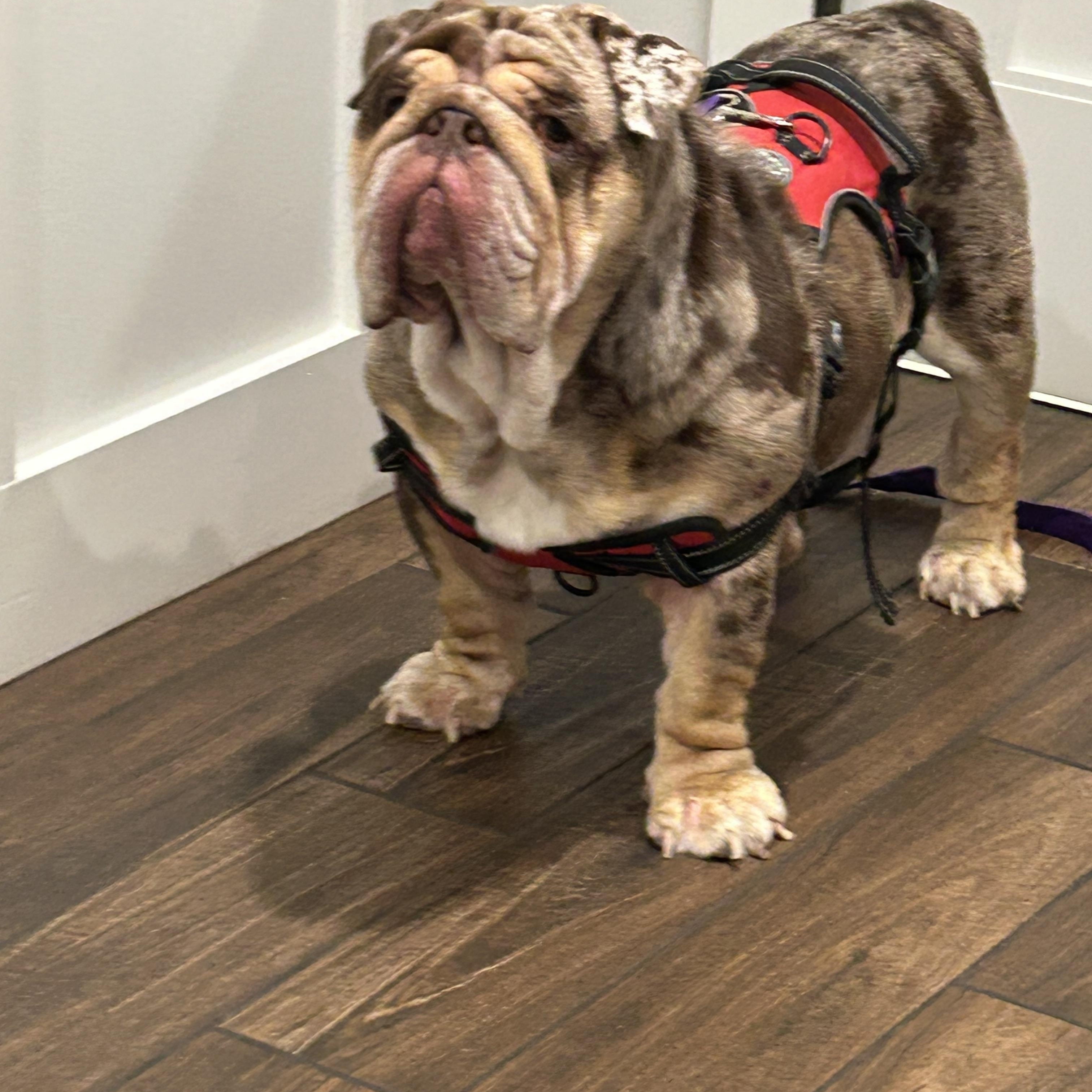 TanTan, a ADOPTABLE English Bulldog in Palm Coast, FL image 2/5