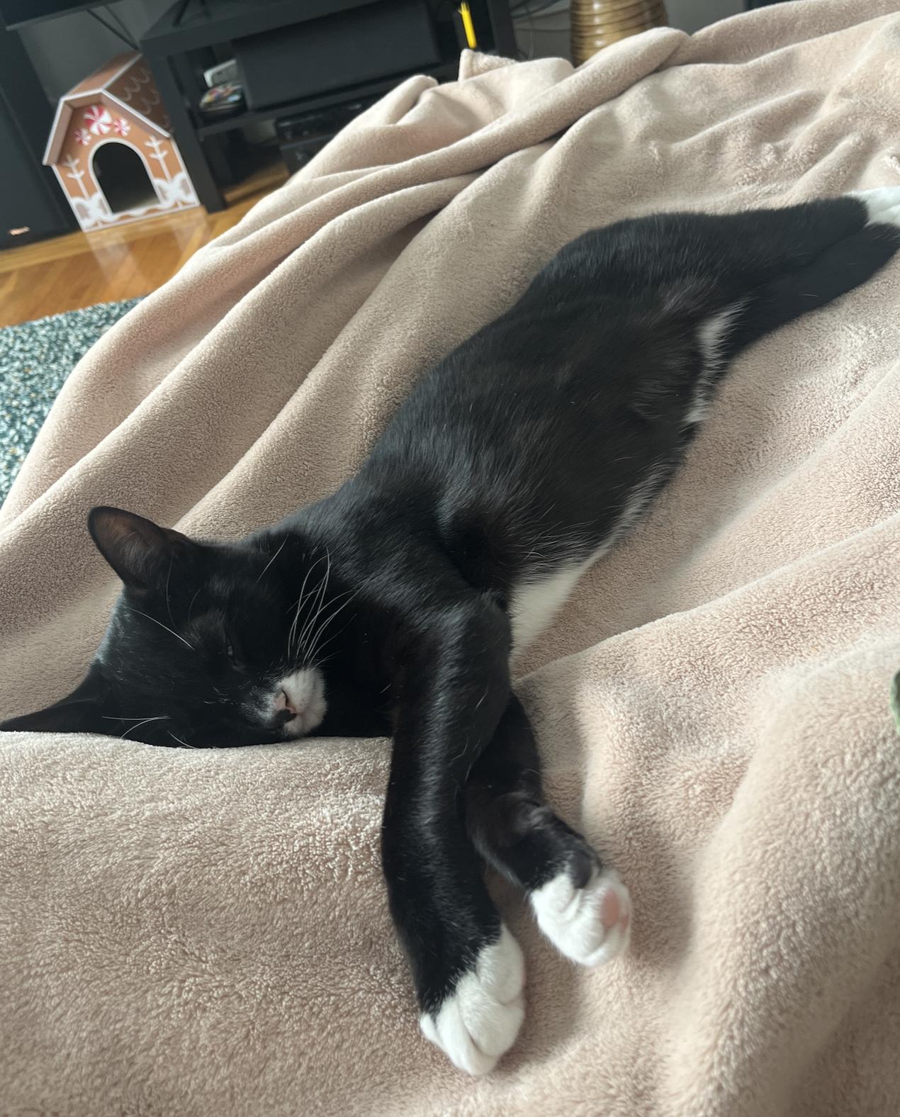 Enlarge Rox, an adopted Domestic Short Hair in Wellesley, MA image 5/6