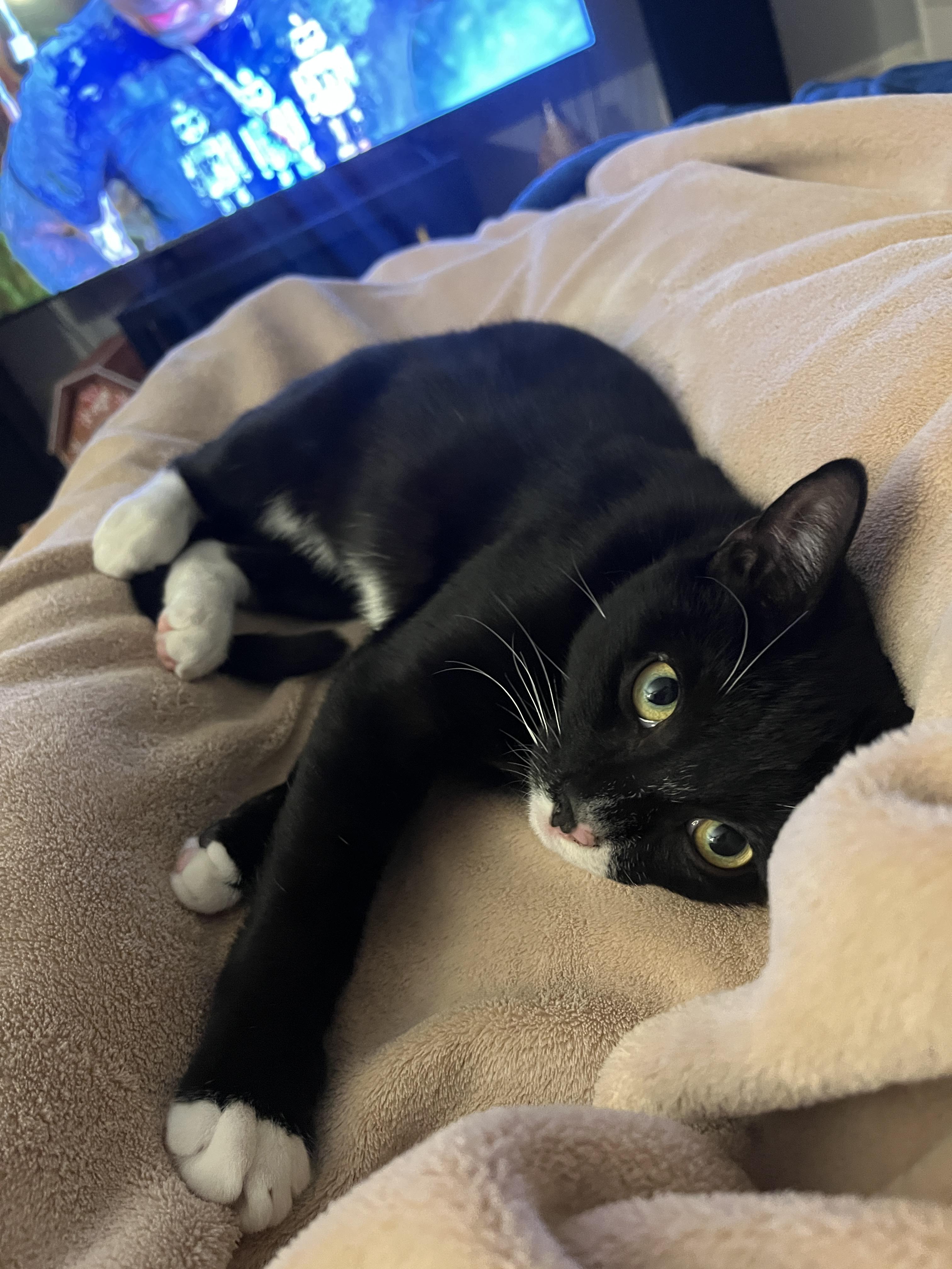 Enlarge Rox, an adopted Domestic Short Hair in Wellesley, MA image 6/6