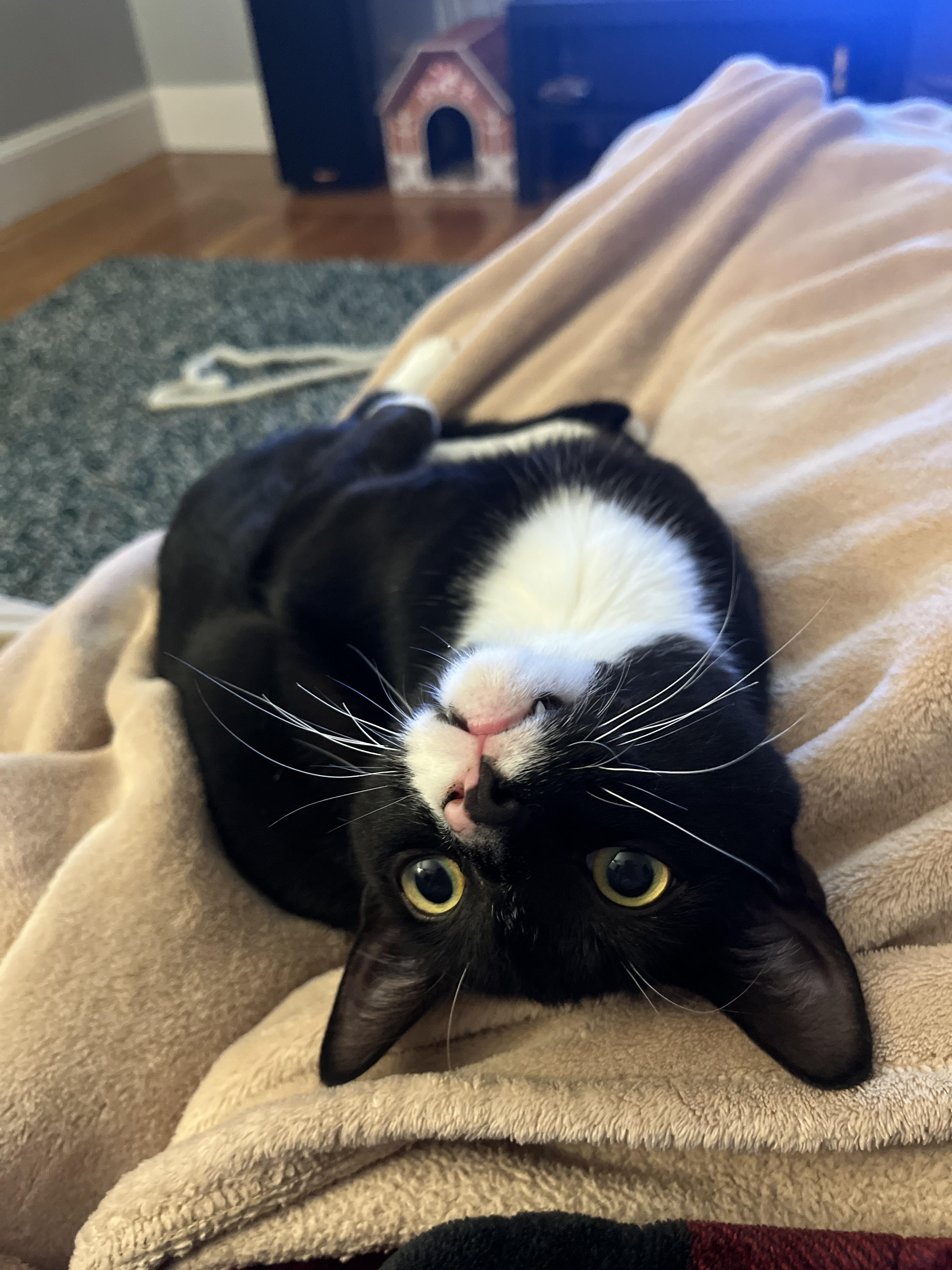 Enlarge Rox, an adopted Domestic Short Hair in Wellesley, MA image 2/6