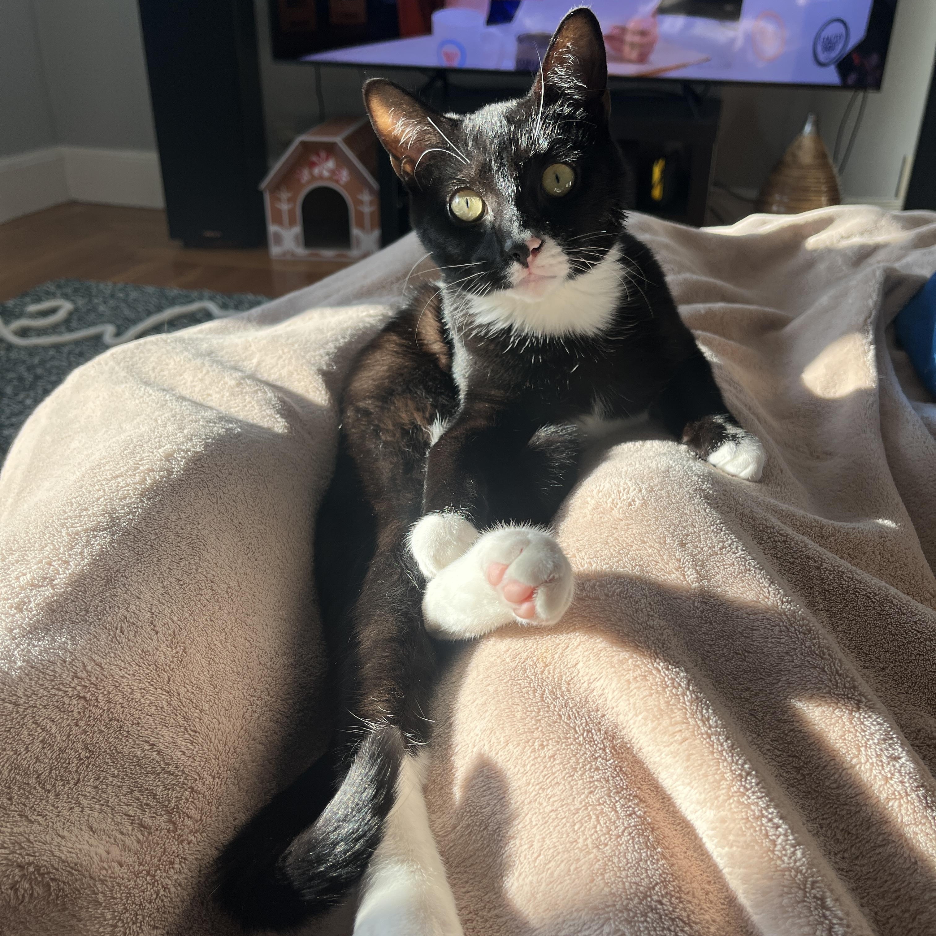 Rox, ADOPTABLE, Kitten Male Domestic Short Hair.