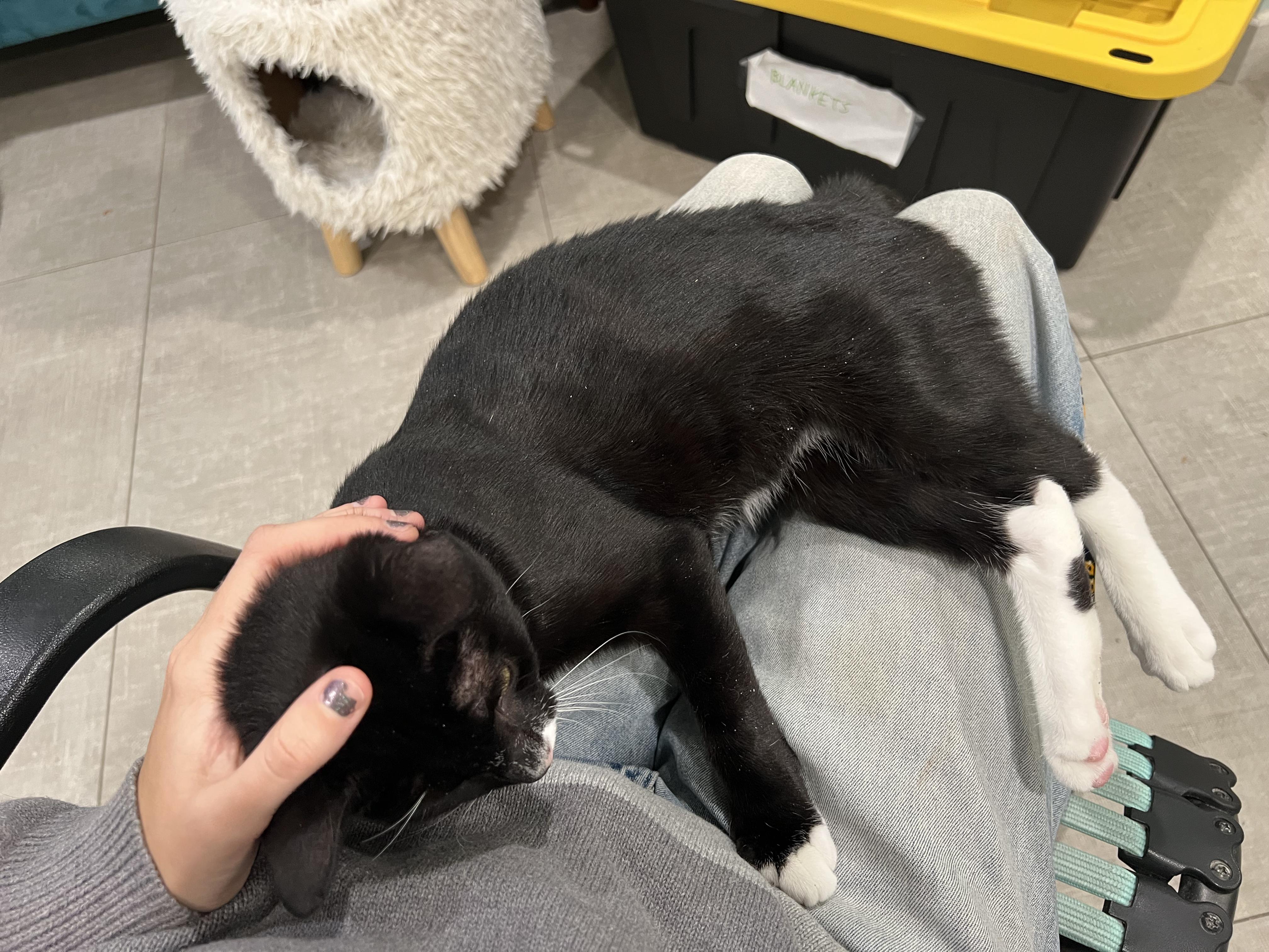 Enlarge Rox, an adopted Domestic Short Hair in Wellesley, MA image 3/6