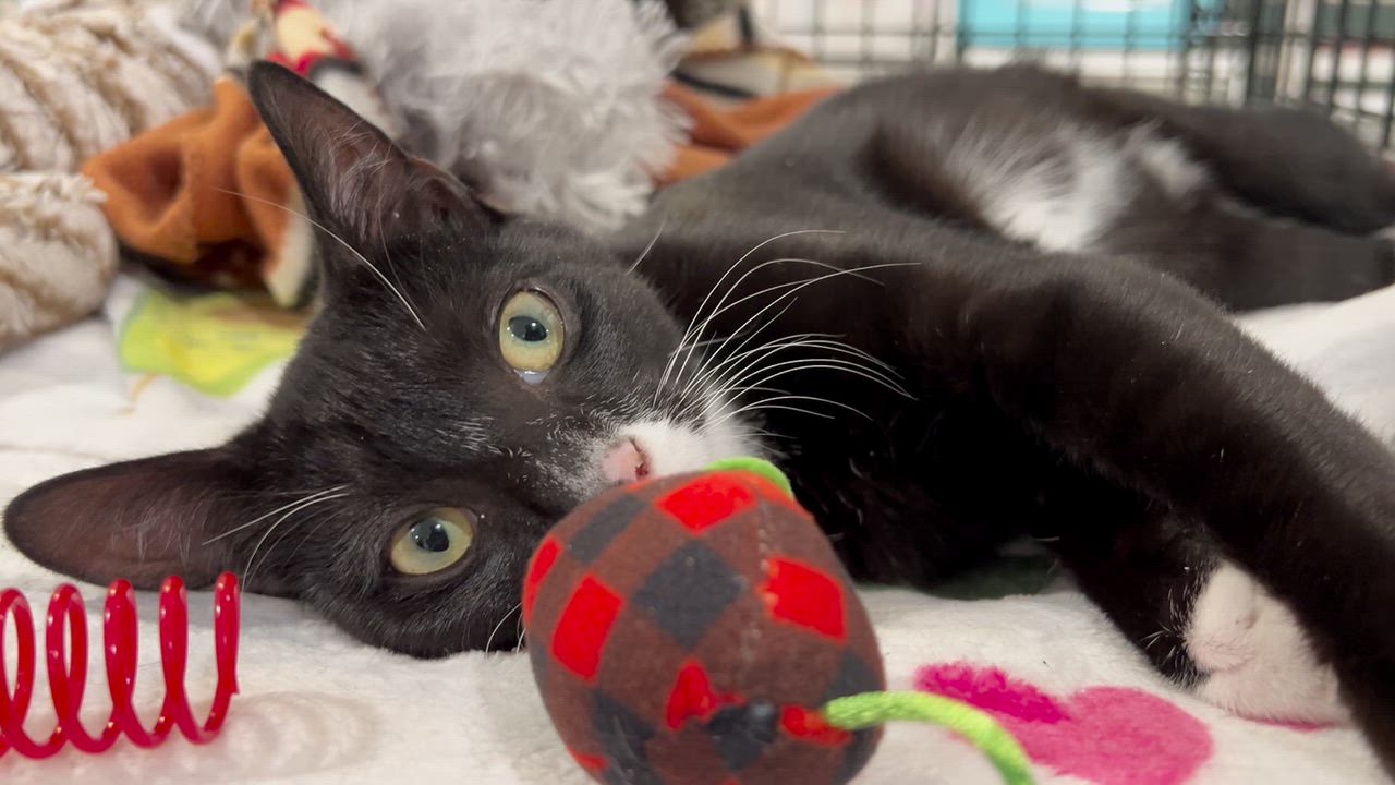 Enlarge Rox, an adopted Domestic Short Hair in Wellesley, MA video 4/6