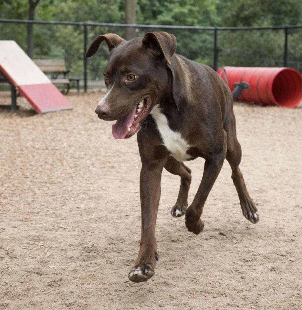 Enlarge Gwen, a Adoptable mixed breed in Linesville , PA image 3/3