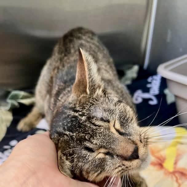 Enlarge Zelda, an adopted Domestic Short Hair in Alvin, TX image 4/4
