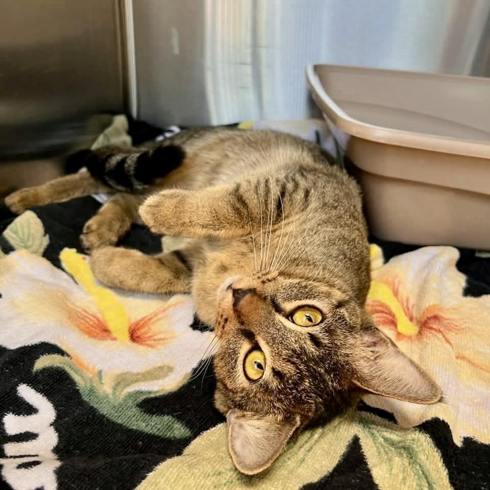 Zelda, adopted, Young Female Domestic Short Hair.