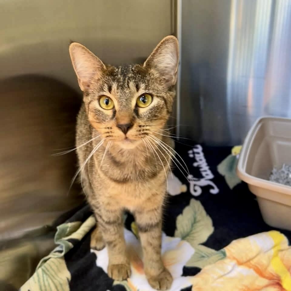 Enlarge Zelda, an adopted Domestic Short Hair in Alvin, TX image 2/4