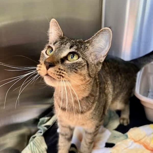 Enlarge Zelda, an adopted Domestic Short Hair in Alvin, TX image 3/4