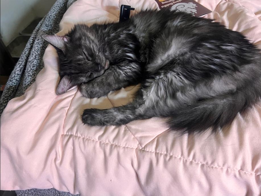 Enlarge Simba, a ADOPTABLE Domestic Medium Hair in Long Beach, CA image 2/2