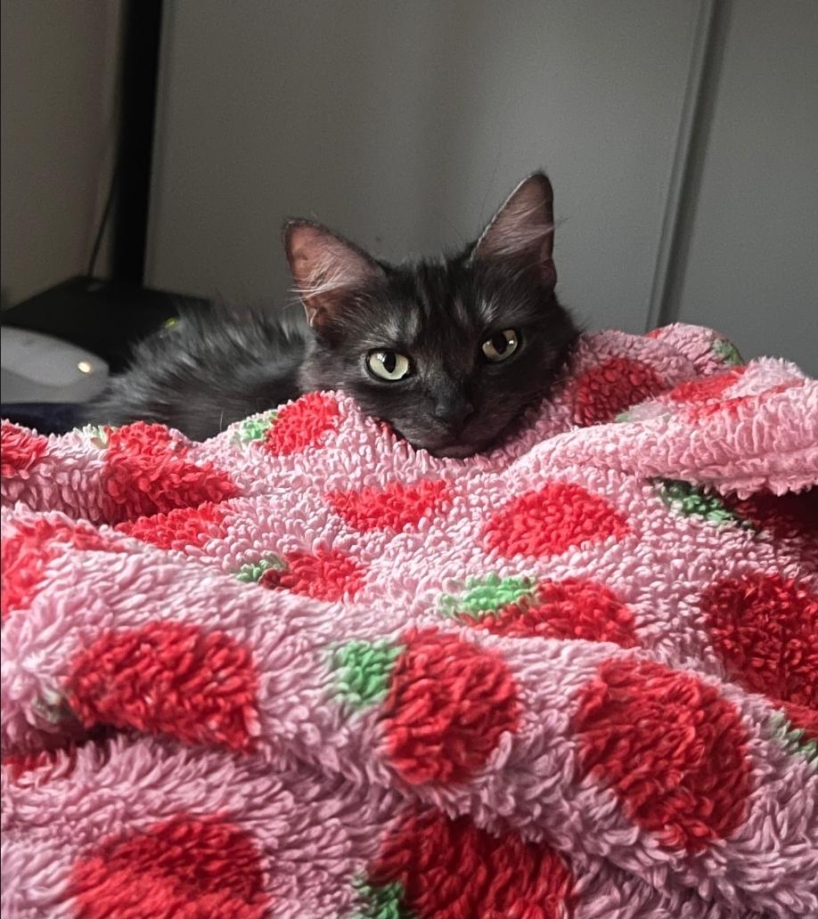 Simba, ADOPTABLE, Adult Male Domestic Medium Hair.
