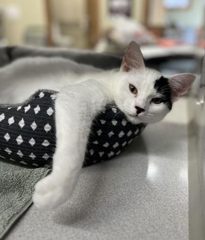 Luna, Adoptable, Adult Female Domestic Short Hair & Domestic Short Hair.