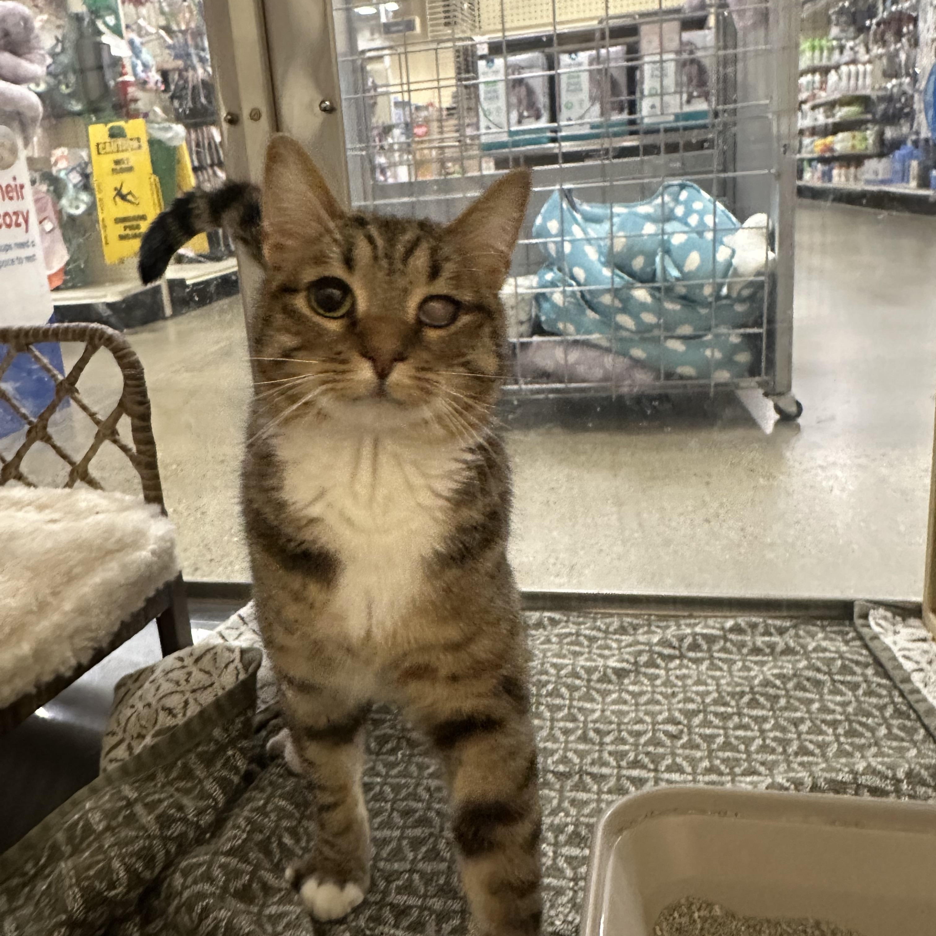 Oliver, ADOPTABLE, Adult Male Domestic Short Hair.