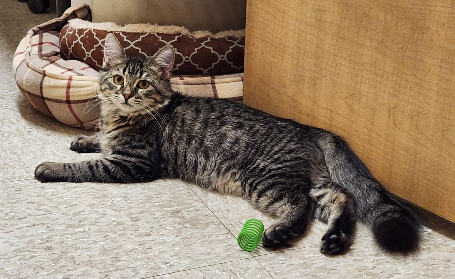 Enlarge Dora, an adopted Domestic Medium Hair in Barrington Hills, IL image 1/2