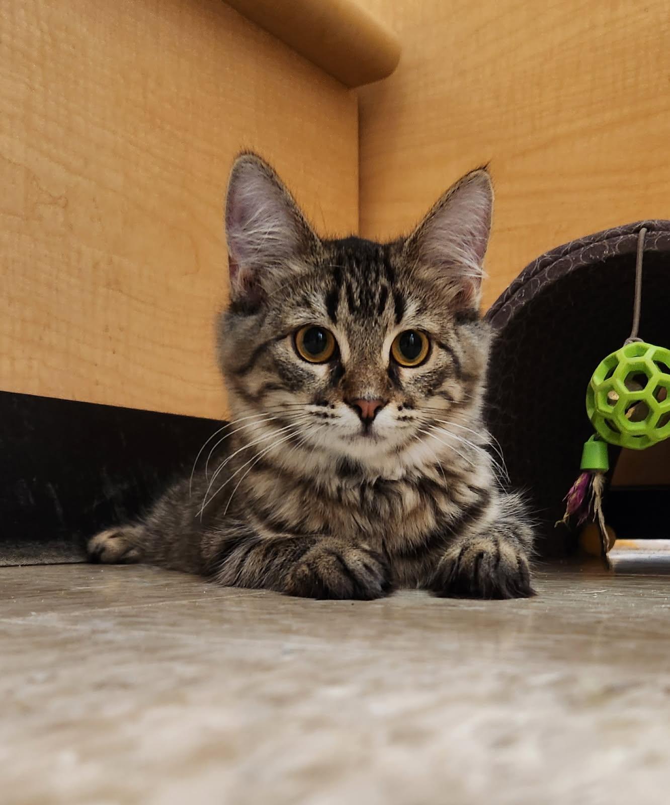Enlarge Dora, an adopted Domestic Medium Hair in Barrington Hills, IL image 2/2