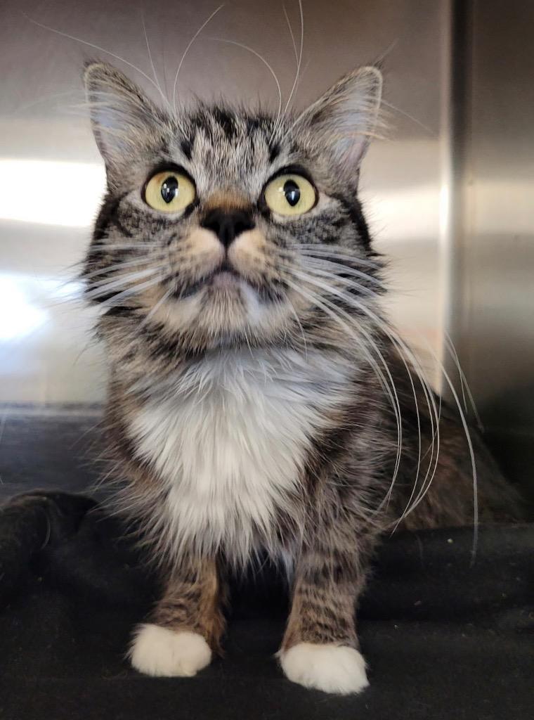 Shasta, a Adoptable mixed breed in Logan, UT image 1/2